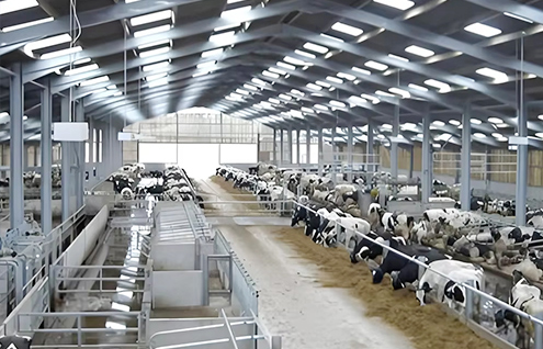 Cattle Shed